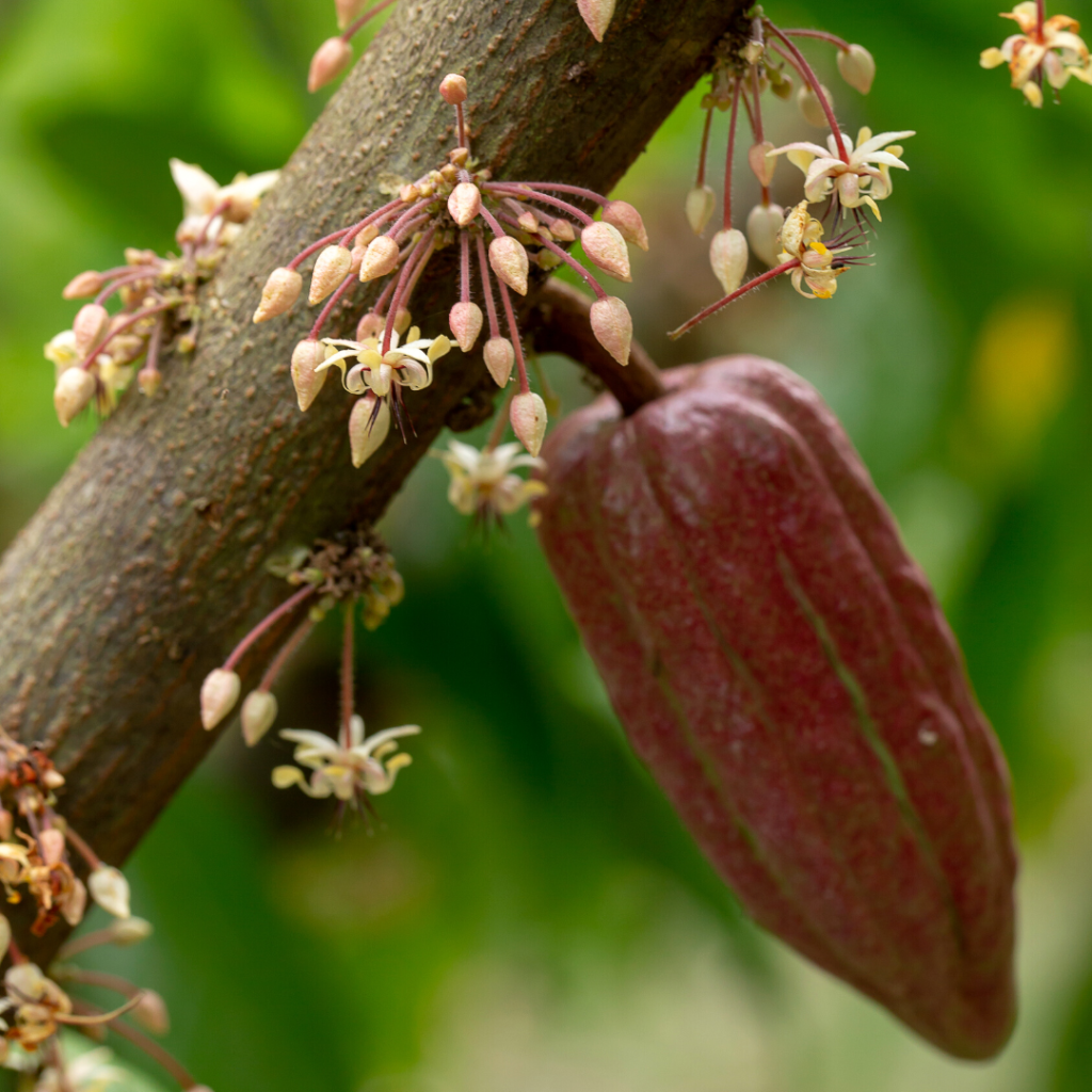 ceremonial cacao perth