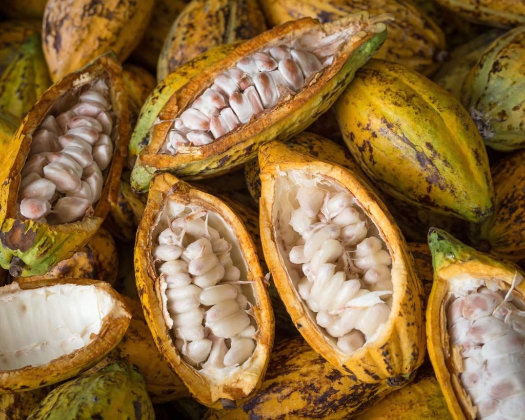 Transformation of Cacao from harvesting to drying
